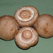 Brown Mushroom Seeds for Planting  Premium Vegetable Seeds