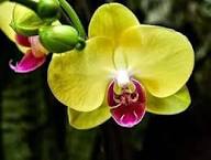 White Yellow Butterfly Orchid Seeds for Planting
