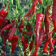 Salkim Biber Chile Pepper Planting Seeds