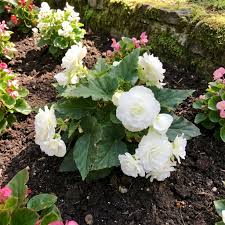 Begonia White Flower Seeds for Planting  Elegant Annual Blooms for Gardens & Pots - Evergrowseeds