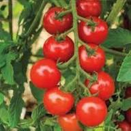 Red Bonsai Tomato Planting Seeds for Home Gardens