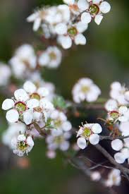 White Leptospermum Scoparium Trees - Seeds for Beautiful Blossoms and Resilient Garden Design