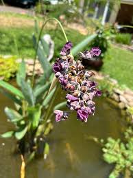 Green Thalia Dealbata Flower Seeds for Planting Fragrant Blossoms Heirloom & GMO Free Seeds for Home Garden
 
 Sale
