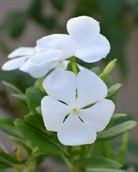 White Vinca Flower seeds for Planting - Long Bloom Season, Heirloom & GMO Free Seeds for Home Garden