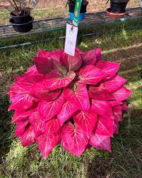 Pink Thailand Caladium Flower Seeds for Planting Compact Growth Heirloom & GMO Free Seeds for Home Garden
 
 Sale