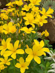 Yellow Linum Flavum Flower Planting Seeds