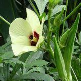 Green Clemson Vegetable Garden Seeds for Planting