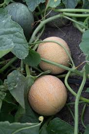 Brown Dew Melon Seeds for Planting