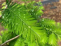 Green Dawn Redwood Seeds - Easy Planting for Stunning Landscape