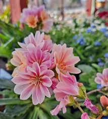 Lewisia Sunset Strain Mixed Seeds - Perfect for Planting