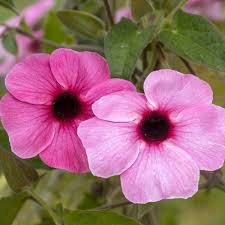 Light Pink Thunbergia Flower Seeds for Planting Seasonal Bloomer Heirloom & GMO Free Seeds for Home Garden
 
 Sale