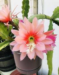 Yellow Epiphyllum Flower Planting Seeds