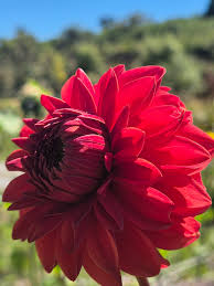 Ruby Pink Dahlia Flower Seeds for Planting Wildflower Mix Heirloom & GMO Free Seeds for Home Garden
 
 Sale