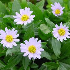 Kalimeris Indica Seeds for Planting  Grow Your Own Garden Flowers