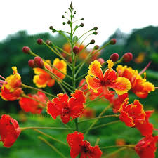 Caesalpinia Pulcherrima Flower seeds for Planting - Sun Loving, Heirloom & GMO Free Seeds for Home Garden