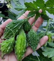 Bitter Gourd Vegetable Seeds for Your Garden
