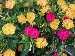 Mirabilis Jalapa Flower Seeds, Complete Planting Guide