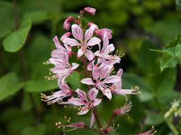 Gas Plant Dictamnus albus for planting in flower bed
