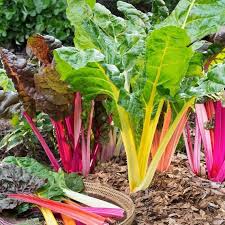 Swiss Chard Vegetable Seeds - Easy Planting