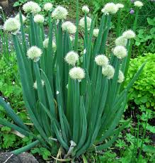 Green Fistulosum Vegetable Seeds for Easy Planting