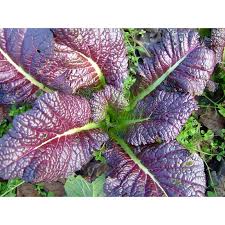 Mustard Green Seeds  Quick-Growing Garden Greens for Planting