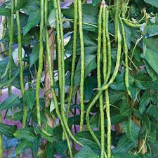 Green Asparagus Bean Seeds for Planting