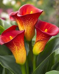 Yellow Red Calla Flower Seeds for Planting Vibrant Colors Heirloom & GMO Free Seeds for Home Garden
 
 Sale
