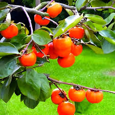 Orange Persimmon Seeds for Planting - Grow Juicy Fruit Trees