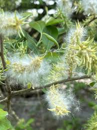 Willow Tree Seeds for Planting - Elegant Shade Provider, Perfect for Landscapes and Gardens