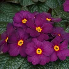 Violet Primrose Seeds for Planting: Brighten Your Landscape