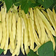 Venezia Bean Vegetable Seeds for Your Garden