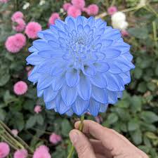 Light Blue Dahlia Flower Seeds for Planting Long Bloom Season Heirloom & GMO Free Seeds for Home Garden
 
 Sale