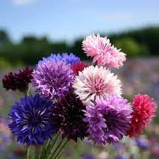 Centaurea Florence Seeds for Planting flower bed garden Heirloom Non-GMO Seeds