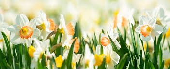 Narcissus Flower Seeds for Planting  Grow Beautiful Cream Blooms