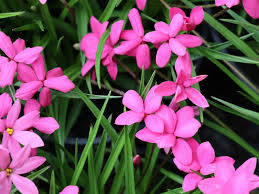 Rhodohypoxis Flower Planting Seeds