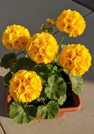 Yellow Mix Pelargonium Peltatum Flower Seeds for Planting Garden Favorite Heirloom & GMO Free Seeds for Home Garden
 
 Sale