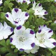 White Blue Maculata Flower Seeds for Planting  Ideal for Creating Stunning Garden Blooms and Attracting Pollinators