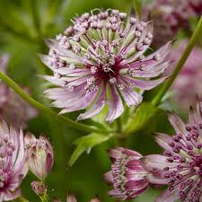 Blue Masterwort Seeds for Planting  Astrantia Major Flowers