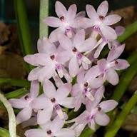 Baby Pink Ascocentrum Ampullaceum Seeds for Planting
