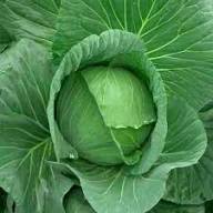 Golden Acre Cabbage Seeds for Planting - High Yield Variety