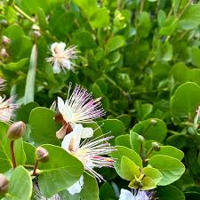 White Pink Capparis Spinosa Flower seeds for Planting - Drought Tolerant, Heirloom & GMO Free Seeds for Home Garden