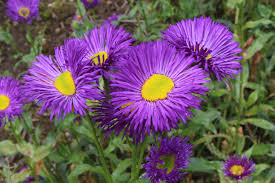 Purple Yellow Erigeron Flower Seed for Plantings for Planting for Vibrant Planting Heirloom Non-GMO Seeds