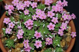 Baby Pink Yulan Flower seeds for Planting - Shade Tolerant, Heirloom & GMO Free Seeds for Home Garden