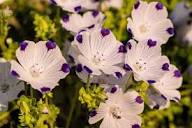 White Blue Maculata Flower Seeds for Planting  Ideal for Creating Stunning Garden Blooms and Attracting Pollinators