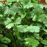 Green Santo Cilantro Vegetable Planting Seeds