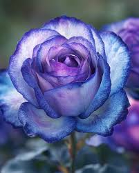 Blue Purple Holland Rose Flower Seeds for Planting Seasonal Bloomer Heirloom & GMO Free Seeds for Home Garden
 
 Sale