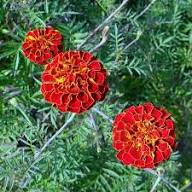 Red Marigold Seeds for Planting - Annual Flower for Bright Borders
