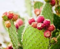 Opuntia Pink Cactus Seeds for Planting | Unique Desert Plant