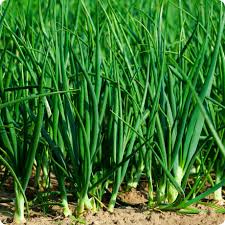 Scallion Vegetable Seeds  Perfect for Planting