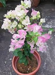 White Pink Bougainvillea Flower Seeds for Planting  Seed for Vibrant and Lush Blooms